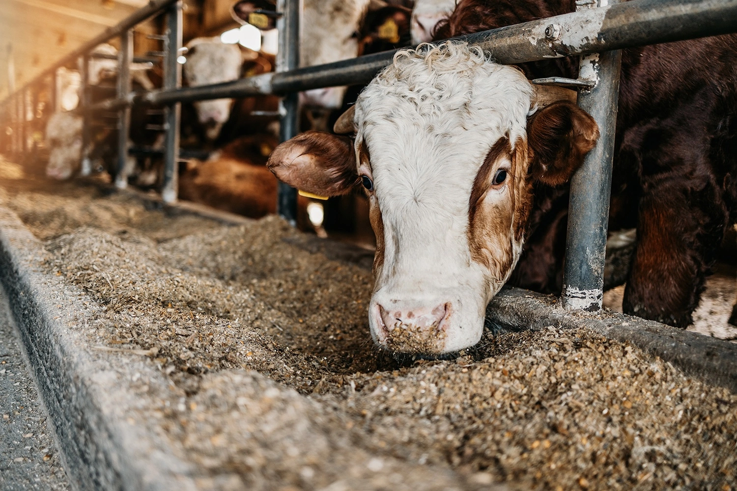 Cow eating feed at a trough inside a barn.